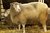 Dolly the sheep pre-curser to baby woolly mammoth_tiny